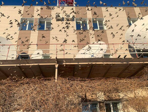 Большую стаю маленьких птичек увидели на набережной Благовещенска