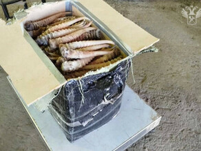С Дальнего Востока  пытались вывезти рога сайгака на 7 миллионов рублей