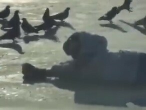 Почему никто не среагировал жестокость ребенка повергла благовещенцев в шок видео