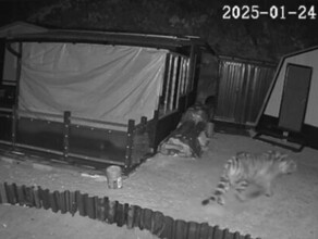 В Приморье на популярной базе отдыха заметили тигра видео