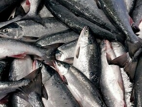 Росрыболовство озвучило прогноз по вылову красной рыбы в 2025 году Разница большая