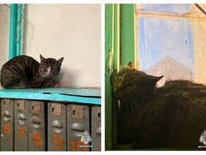Пять котов подожгли квартиру с женщинами
