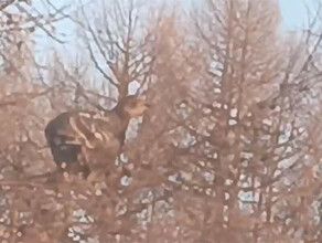В Зейском округе невозмутимая копалуха занималась любимым делом не обращая внимания на съемку видео