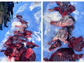 Амурчанин сядет на скамью подсудимых за убийство благородного оленя