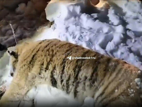 Стреляли в хищника попали в рыбака при вскрытии тигралюдоеда в Приморье сделали важную находку