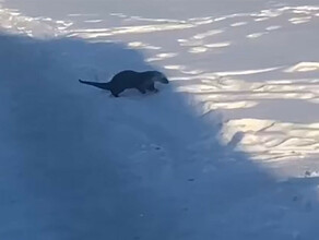 Красоткувыдру сняли на видео в Сковородине
