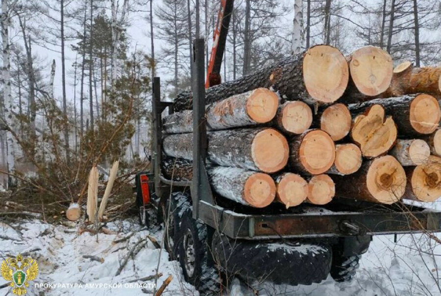 Лесной пилильщик нанес природе Амурской области ущерб на 420 тысяч рублей