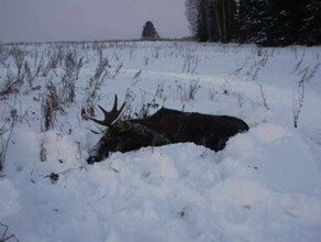 В Амурской области  случайно застрелили лося