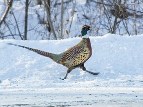 В Амурской области расплодилось много фазана