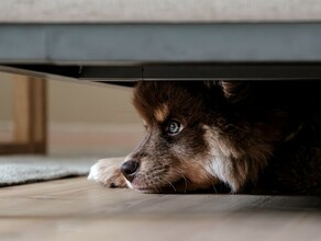 В Совфеде отклонили законопроект об эвтаназии бездомных животных