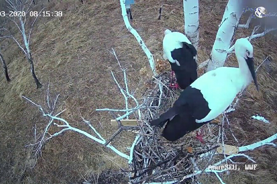 В Приамурье собрали деньги для онлайнтрансляции из гнезда аистов