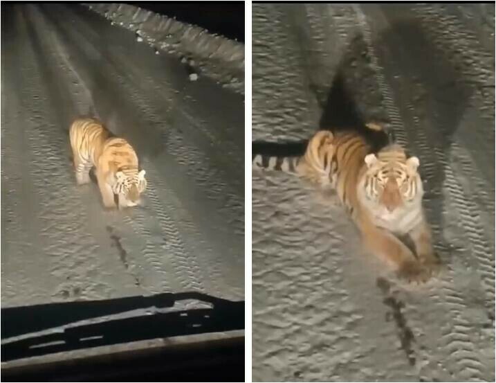 Это трасса Огоджа  Февральск Тигр дал записать себя на видео и запутал следы