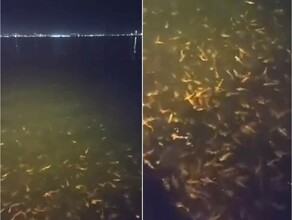 Залив у Находки закипел от рыбы к побережью подошел гигантский косяк минтая