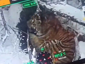 В Приморье с помощью тепловизора выследили тигра который убил лесничего видео