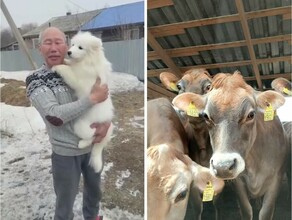 Коровы лошади собаки на Дальнем Востоке жителям компенсировали живность съеденную тиграми