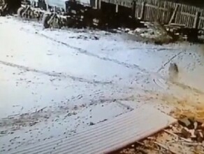 Фермер в Новотроицком ночью задушил бешеного волка голыми руками видео