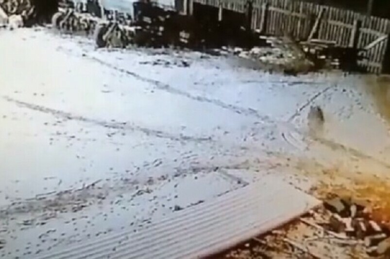 Фермер в Новотроицком ночью задушил бешеного волка голыми руками видео