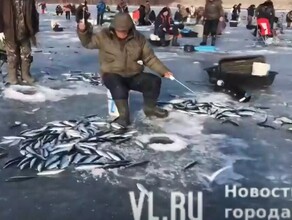 Берите больше ещё берите Во Владивостоке рыбаки вёдрами и мешками ловят селёдку
