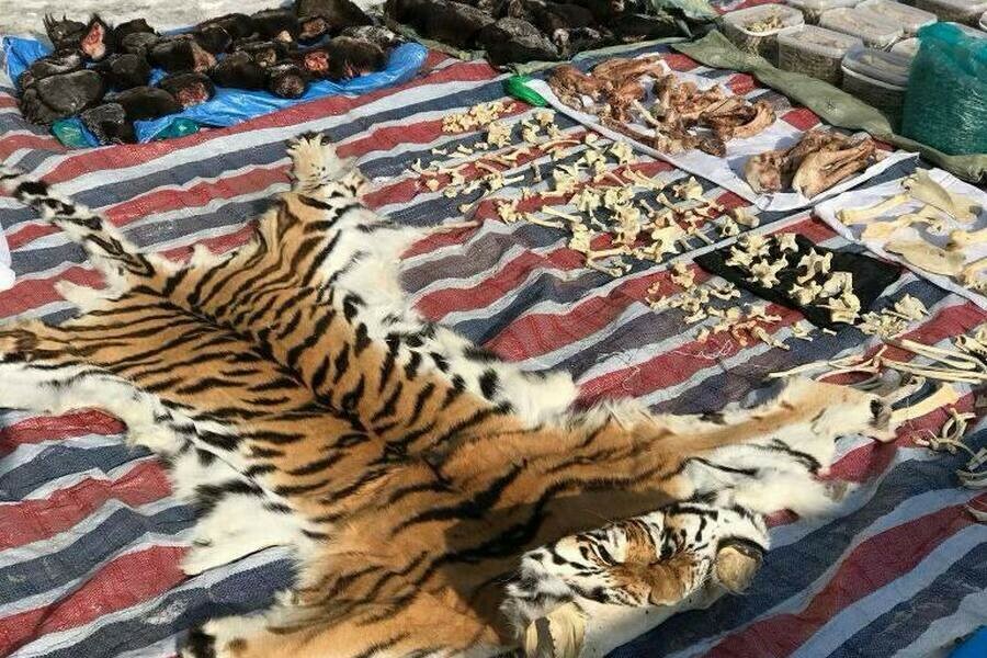Иностранец пытался вывезти с Дальнего Востока части животных на сумму свыше 50 миллионов рублей 