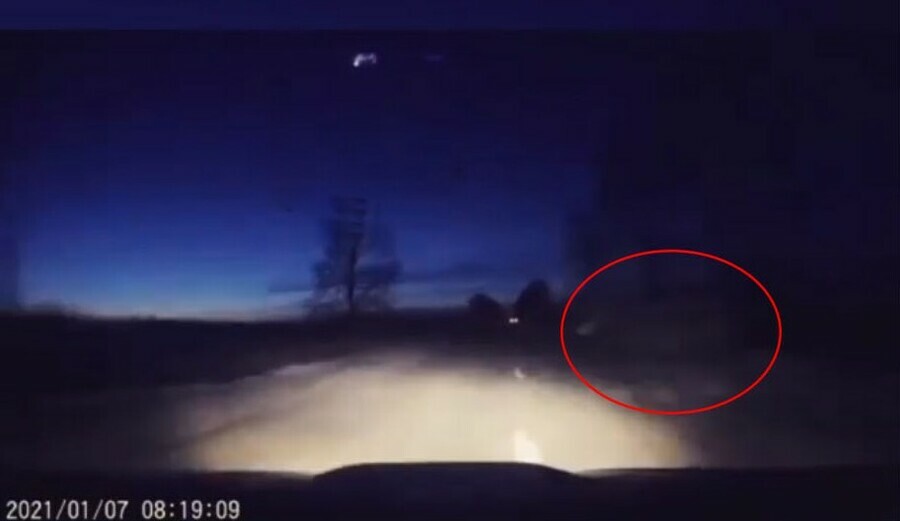 В Амурской области водитель в темноте чудом избежал столкновения с лошадью видео