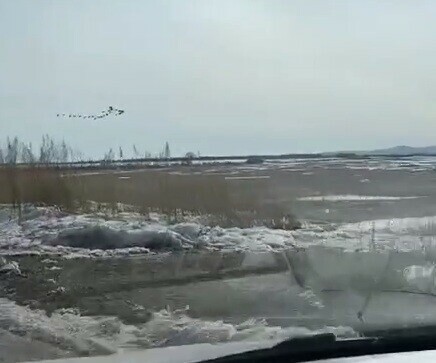 Летящих предвестников тепла заметили в небе над Приамурьем видео