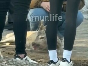 В центре Благовещенска машина сбила косулю Животное не спасли видео 18