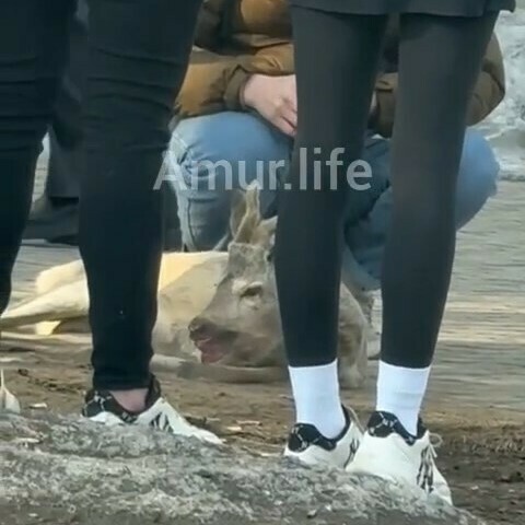 В центре Благовещенска машина сбила косулю Животное не спасли видео 18