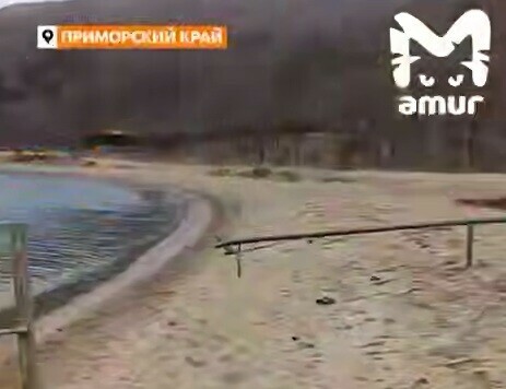 Берег Приморья засыпало тысячей морских жителей которые считаются деликатесом видео