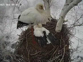Дальневосточные аисты изза тумана предпочли не вылетать из гнезда