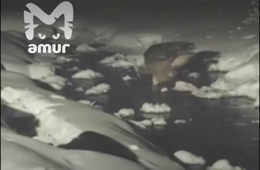 Охоту птицы находящейся на грани исчезновения сняли на видео в Приморье
