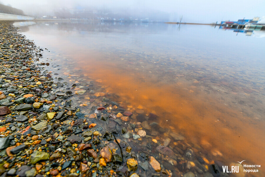 Во Владивостоке порыжело море У ученых пока нет объяснений