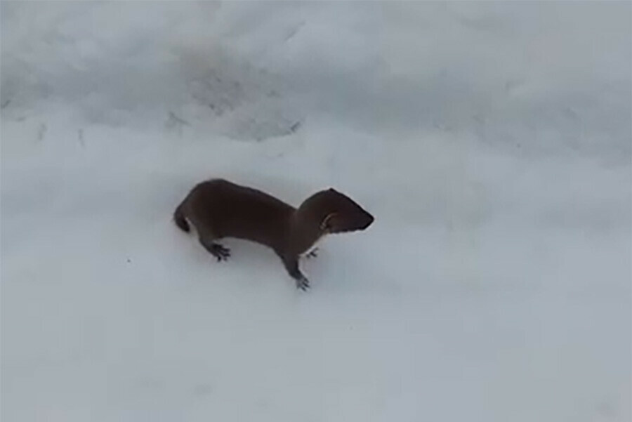 Игры ласок на снегу сняли на видео егеря на Дальнем Востоке