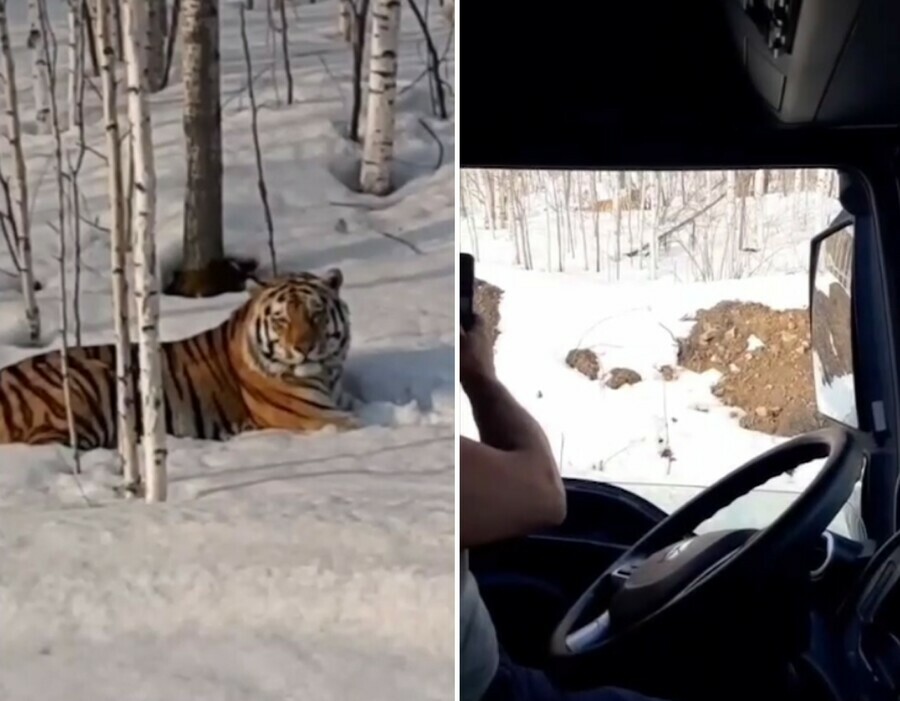 Упитанный Амурский тигр вышел к трассе