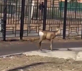 По центру амурского города прогулялось дикое животное видео