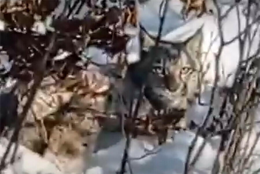 Дикую кошку заметили в кустах в Серышевском районе Приамурья видео