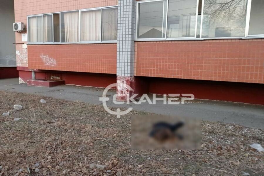 Из многоэтажки Благовещенска выпала женщина 