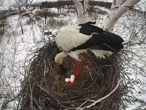 Космос или Юрий Гагарин амурчане предлагают имя для птенца который появится из третьего яйца