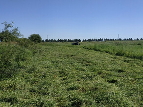 Астрахановский гектар в Благовещенске скосили поле конопли