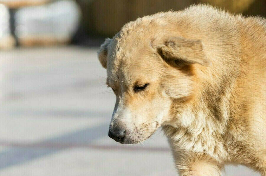 Амурчанина оштрафовали за собаку ставшую в одночасье бездомной