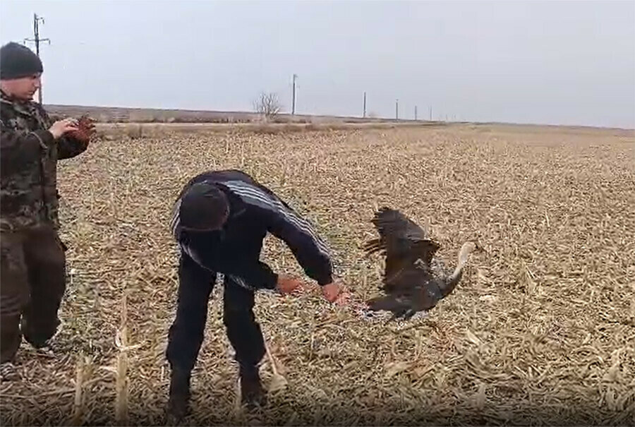 Черный журавль улетел из Муравьевского парка Приамурья к своим сородичам видео