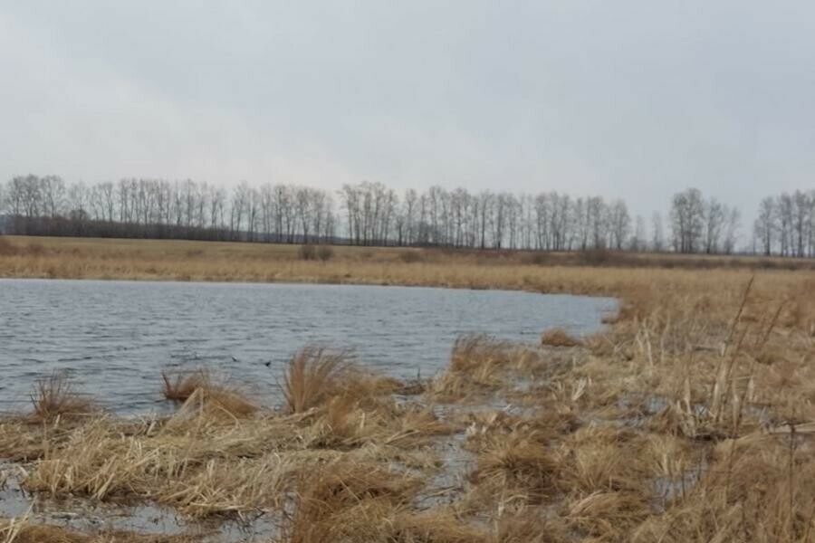 Недалеко от Благовещенска нашли массово вымерших подводных жителей фото 