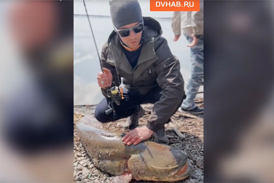 Рыбину гигантских размеров поймал хабаровчанин на набережной Амура фото видео