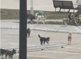 Кошмарят детей идущих в школу благовещенцы жалуются на стаи собак которые бегают в центре города видео