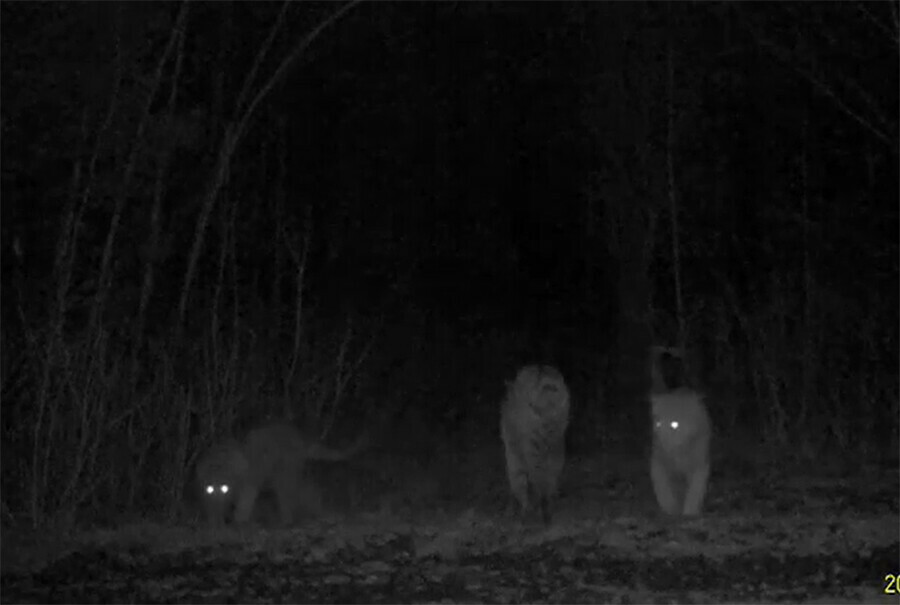 Прогулки амурской тигрицы с котятами отследила фотоловушка видео