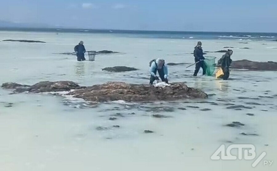 На Дальнем Востоке море побелело на нерест массово подошла селёдка видео