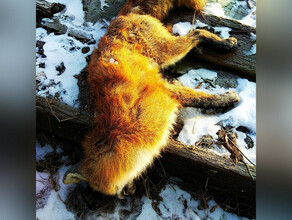 На садовом участке около Благовещенска обнаружили мертвую лису Чем это опасно 