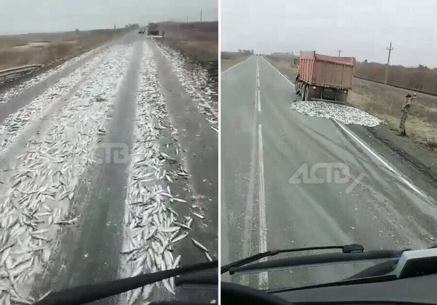 Асфальт жирный машины буксуют На Дальнем Востоке дорогу завалило селёдкой