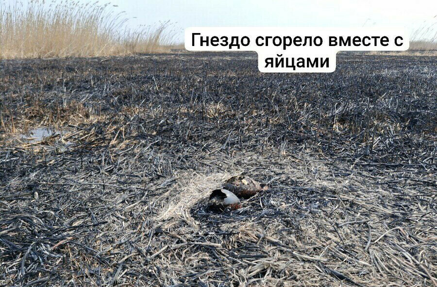 Прокуратура проверяет информацию о трагедии в Муравьевском парке и заказнике