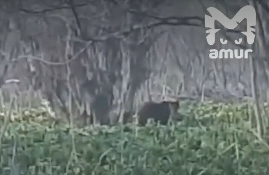 Невозмутимого медведя сняли на видео на Сахалине