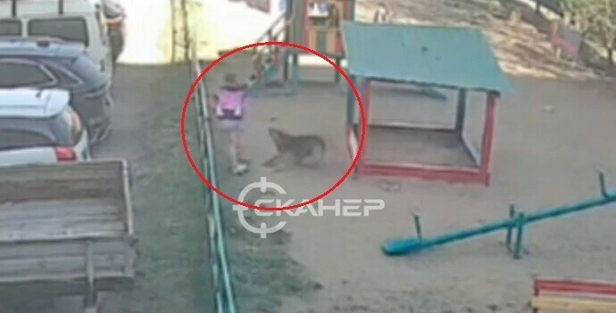 Появилось видео нападения собаки на ребенка во дворе Благовещенска 